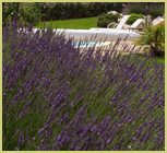 Jardin avec piscine